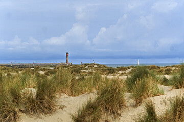 Dunkirk, France, Ammophila arenaria, beachgrass or marram grass, develops from a network of thick rhizomes that give it a firm anchor in its sandy substrate and anchors the dune to resist waves.