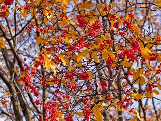 Red berries in Botanical garden in autumn, yellow leaves, sunny weather, blue sky