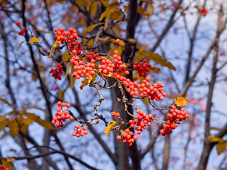 Red berries in Botanical garden in autumn, yellow leaves, sunny weather, blue sky