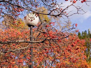 Red berries in Botanical garden in autumn, yellow leaves, sunny weather, blue sky