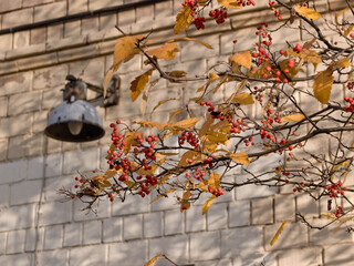 Red berries in Botanical garden in autumn, yellow leaves, sunny weather, blue sky