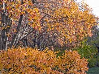 Red berries in Botanical garden in autumn, yellow leaves, sunny weather, blue sky