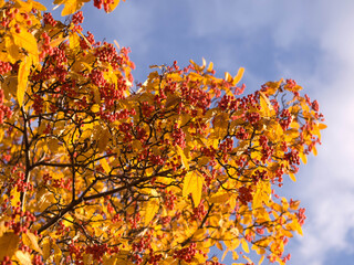 Red berries in Botanical garden in autumn, yellow leaves, sunny weather, blue sky