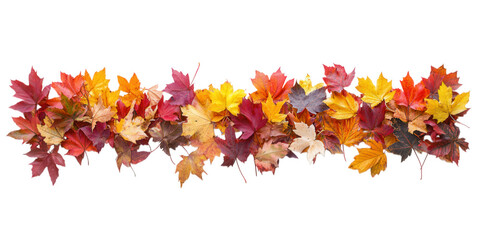 Pile of colorful autumn maple leaves isolated on transparent background