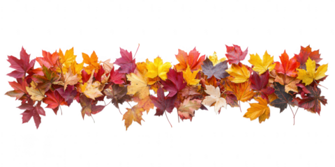 Pile of colorful autumn maple leaves isolated on transparent background