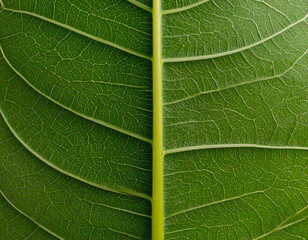 Close Up Detailed Green Leaf Texture