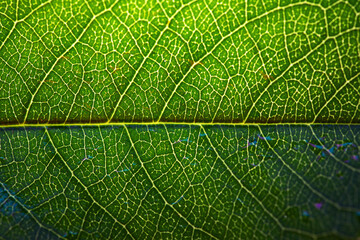 Macro shot of a vibrant green leaf showing detailed vein structure, ideal for nature, science, or eco-themed projects.