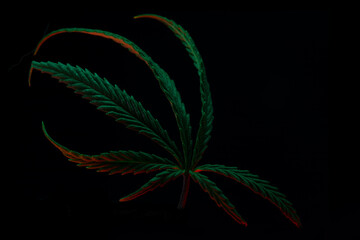 Close-up of a vibrant cannabis leaf on a black background, illuminated with green and red lighting, ideal for medical, botanical, or lifestyle themes.