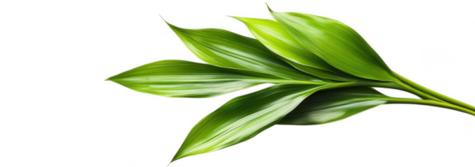 Green leaves on a branch isolated on transparent background