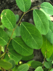 close up of green leaves