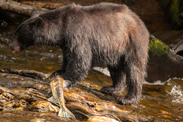brown bear in the forest