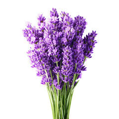 Obraz premium A close-up view of a fragrant lavender bouquet displaying vibrant purple flowers, stems, and fresh floral arrangements