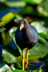 portrait of a purple gallinule 