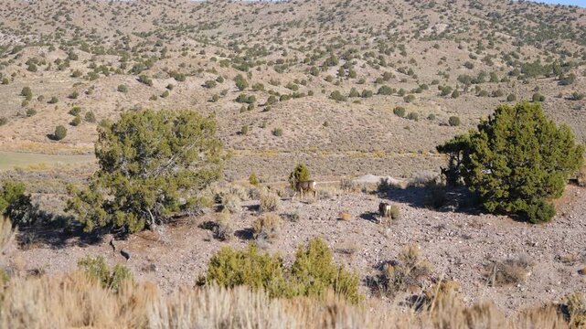 Mule Deer in natural habitat in Echo Canyon State Park in rural Nevada
