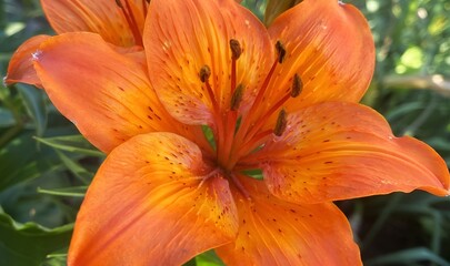 Macro photograph of a bright orange lily in a home garden, flower garden. Details of petals and stamens. Garden flower, summer, beauty, nature