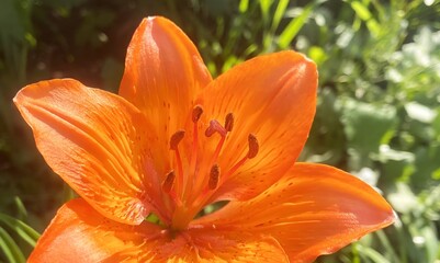 Macro photograph of a bright orange lily in a home garden, flower garden. Details of petals and stamens. Garden flower, summer, beauty, nature