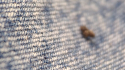 a lot of ants on the ground