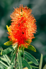 orange flower of a flower