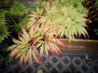 Japanischer Ahorn mit rot-grünen Blättern