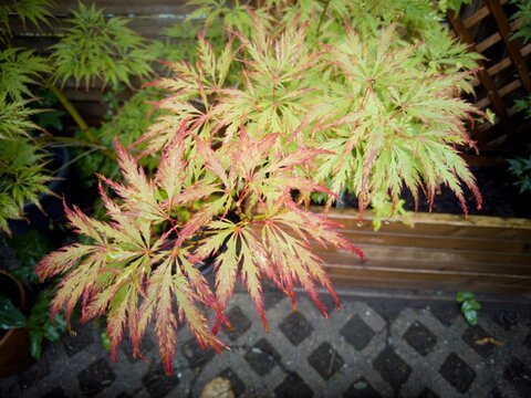 Japanischer Ahorn mit rot-gr&uuml;nen Bl&auml;ttern