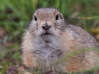 Portrait of prairie dog on grassy lawn. Close-up