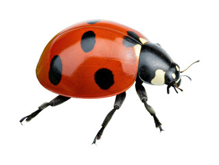 Vibrant ladybug crawling on white surface macro insect world nature detailed perspective. Cut out png
