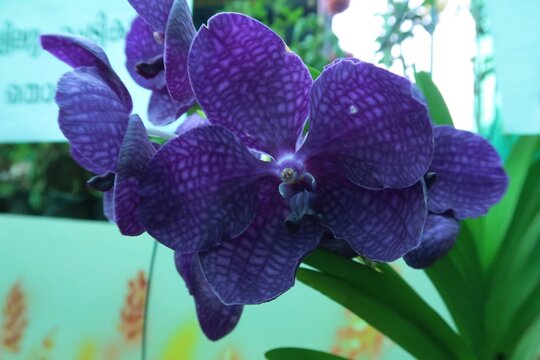 Very rare Vanda Pakchong Blue Orchid in the background