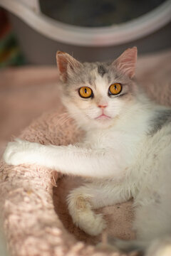 cute close up photo of persian cat with funny expression and big eyes. High quality photo