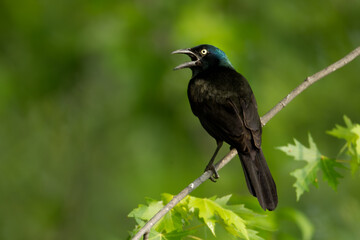 Common Grackle taken in central MN