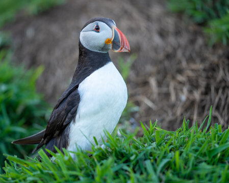 Close-up portrait of an Atlantic puffin (Fratercula arctica) with bright orange beak, standing in green grass during summer breeding season, detailed wildlife photograph