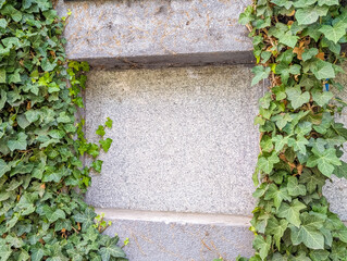 Stone memorial plaque surrounded by thick green ivy growing on concrete wall surface