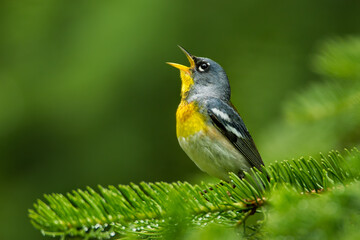 Fototapeta premium Northern Parula male singing taken in Algonquin PP Canada