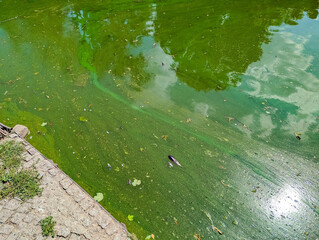 Green algae-covered water surface with natural organic patterns creating abstract aquatic texture