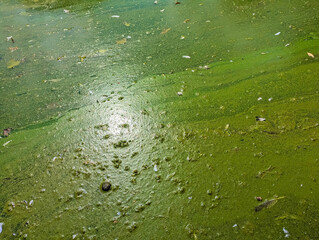 Dense green algae formation floating on still water creating natural organic abstract surface texture