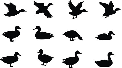 Silhouette vector illustration of ducks in flight, standing, swimming, black and white, wildlife, nature, bird design, animal poses, isolated elements