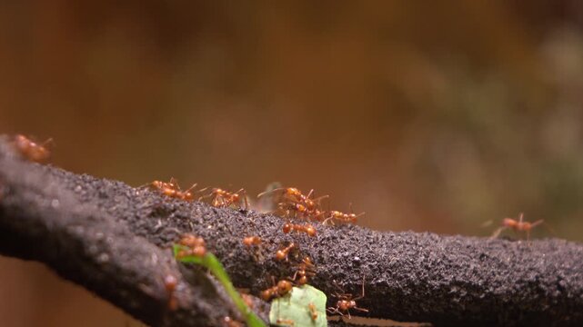 Leaf cutter ants moving cut leaves across branch 4k