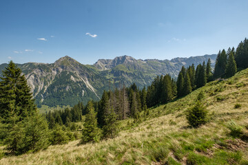 Fototapeta premium Bergwald aus Picea abies Gemeine oberhalb von Hinang mit Blick ins Tal nach Sonthofen.
