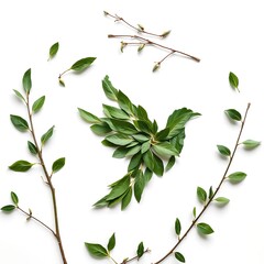 Fototapeta premium Leaf and branch peace dove for International Day of Peace