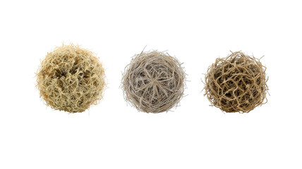 Tumbleweed on transparent background png
