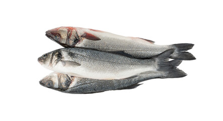 European seabass or Dicentrarchus labrax, whole raw labrax, branzino fish, European bass