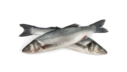 European seabass or Dicentrarchus labrax, whole raw labrax, branzino fish, European bass