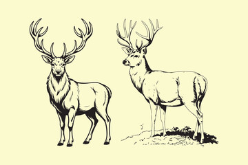 Two majestic deer stags with impressive antlers in vintage style isolated on white background, showcasing wildlife beauty and natures elegance, perfect for graphic designs