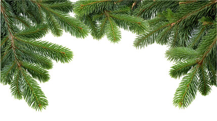 Christmas green pine branch isolated on transparent background with natural texture