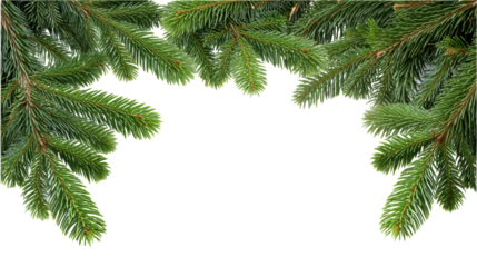 Christmas green pine branch isolated on transparent background with natural texture