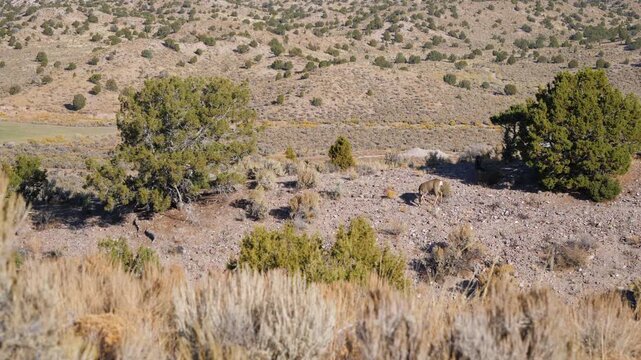 Mule Deer in natural habitat in Echo Canyon State Park in rural Nevada
