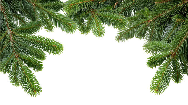 Christmas green pine branch isolated on transparent background with natural texture