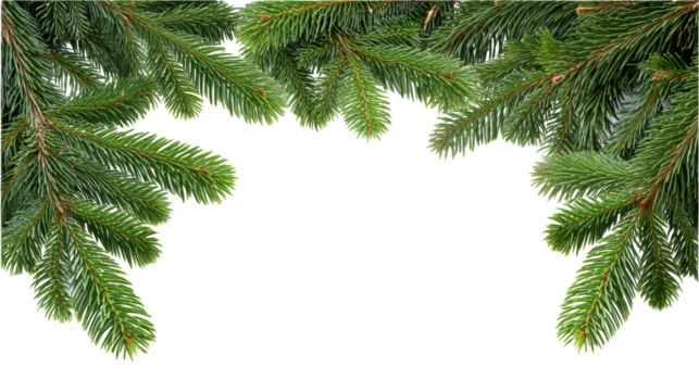 Christmas green pine branch isolated on transparent background with natural texture