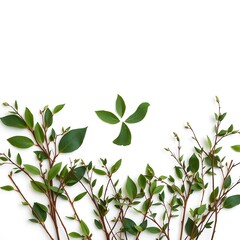 Leaf and branch peace dove for International Day of Peace