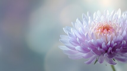 Delicate light purple flower in soft focus.