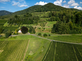 Black Forest vineyards Sasbach Germany